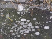 Eisfläche im Schilfgraben mit einer Vielzahl an Lufteinschlüssen